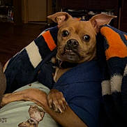 Max is registered to the contest to win money with this photo: dog, blanket, blue_sweater, brown_dog, wide_eyes, indoor, cozy, pet, fur, paw, wooden_floor, couch, collar, expression, ears, snug, home, animal, portrait, cute