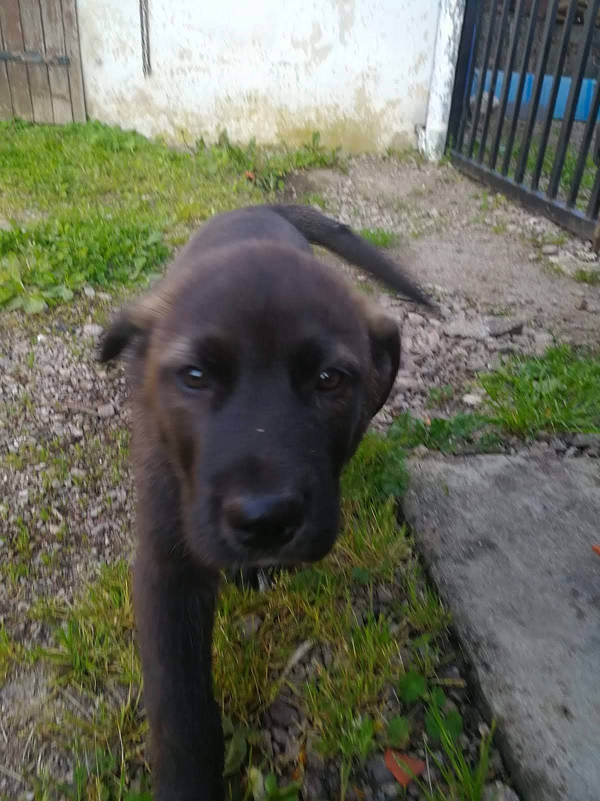 Pacco a rejoint le concours — aidez-le/la à gagner de superbes lots ! borador, canidae, carnivore, companion_dog, dog, dog_breed, fur, grass, gun_dog, labrador_retriever, liver, plant, retriever, snout, sporting_group, tail, terrestrial_animal, tree, whiskers, working_animal