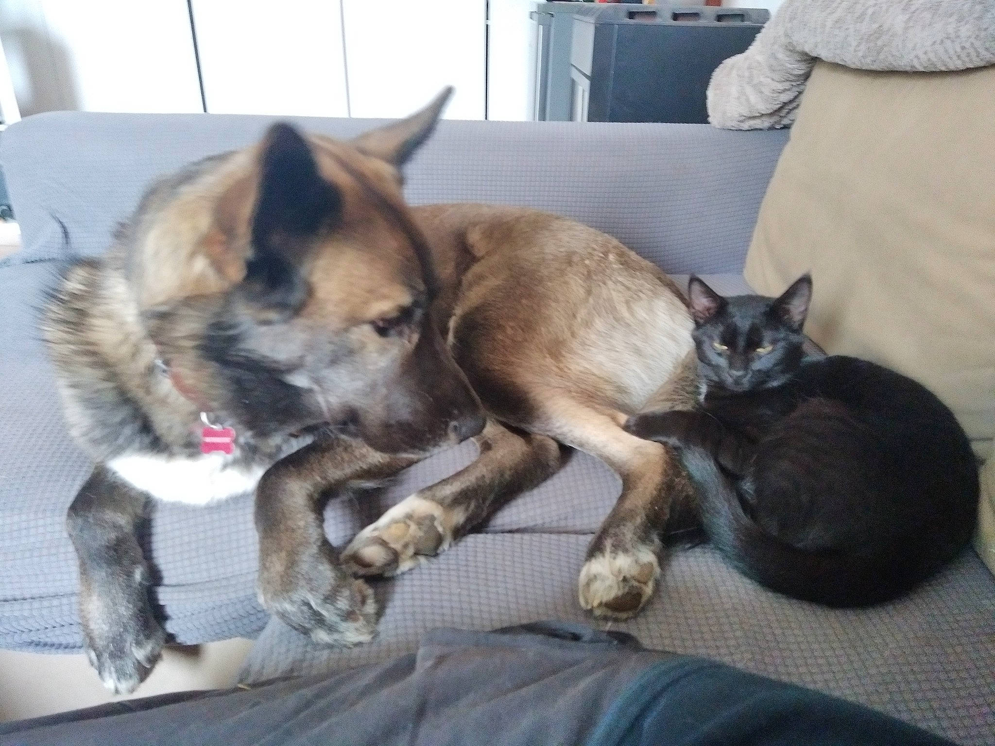 Pacco participe au concours pour gagner de l'argent avec cette photo : carnivore, cat, comfort, companion_dog, dog, dog_breed, domestic_short_haired_cat, east_european_shepherd, fawn, felidae, fur, german_shepherd_dog, grey, mammal, old_german_shepherd_dog, small_to_medium_sized_cats, snout, sporting_group, vertebrate, working_animal