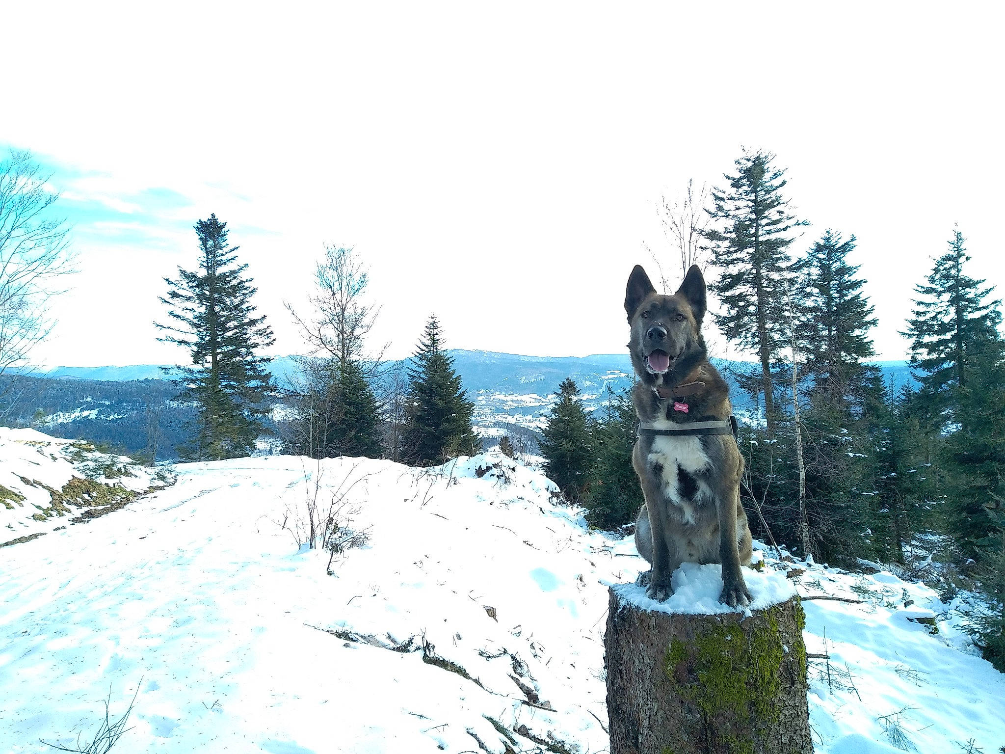 Pacco participe au concours pour gagner de l'argent avec cette photo : carnivore, conifer, dog, evergreen, forest, freezing, frost, ice_cap, mountain, mountain_range, mountainous_landforms, plant, recreation, sky, slope, snow, terrain, tree, wilderness, winter