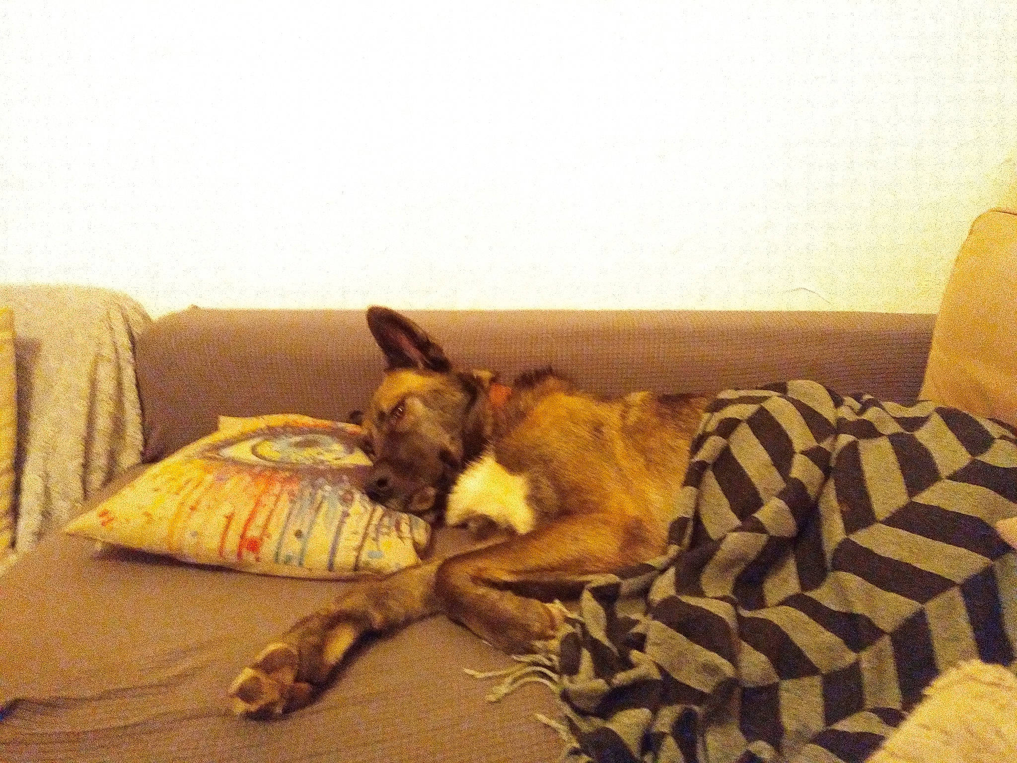 Pacco participe au concours pour gagner de l'argent avec cette photo : bed, brown, carnivore, comfort, companion_dog, couch, dog, dog_breed, fawn, felidae, floor, flooring, hardwood, interior_design, linens, living_room, room, tail, tints_and_shades, wood