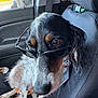Bailey joined the competition — help win amazing prizes! dog, sunglasses, car, seat, leash, bandana, window, dog_collie, pet, animal, indoor, side_view, cool, canine, transportation, black, white, brown, fur, seatbelt