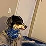 Bailey joined the competition — help win amazing prizes! dog, bandana, blue, bed, indoor, pet, fur, lying_down, looking_away, striped, comfort, wall, door, collar, animal, canine, resting, side_view, domestic, cute