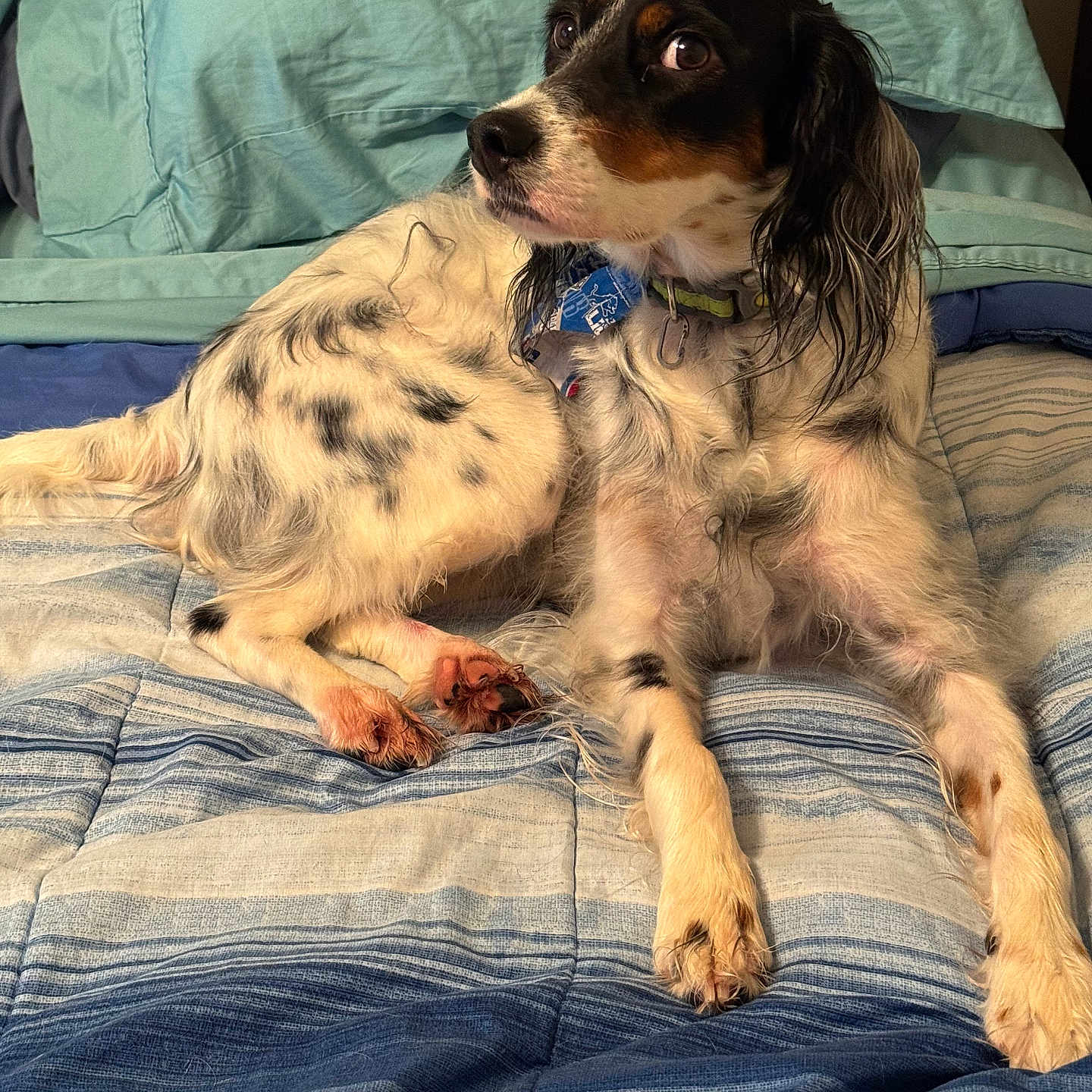 Bailey joined the competition — help win amazing prizes! animal, bed, bedding, blue, collar, comfort, cozy, cute, dog, fur, indoor, laying, looking_away, mammal, paw, pet, relaxed, spot, striped, white
