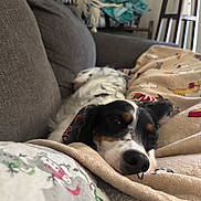 Bailey joined the competition — help win amazing prizes! dog, couch, blanket, indoor, relaxed, resting, pet, cozy, fur, sleepy, home, living_room, comfort, decor, pattern, soft, animal, tricolor, canine, laying_down