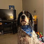 dog, bandana, indoor, living_room, television, furniture, carpet, toy, pet, black_and_white, brown, sitting, close_up, portrait, animal, fur, ears, face, looking_up, calm
