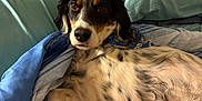Bailey joined the competition — help win amazing prizes! dog, bed, blanket, pillow, blue_bedding, spotty_coat, relaxed, lying_down, indoor, pet, canine, fur, resting, comfort, home, animal, cute, snuggled, domestic, cozy