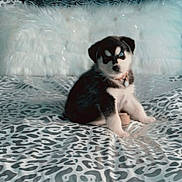 Atlys Diamond Brouse is registered to the contest to win money with this photo: puppy, husky, dog, bed, bedding, leopard_print, pillow, fur, blue_eyes, sitting, cute, pet, animal, indoors, young, collar, fluffy, resting, cozy, portrait