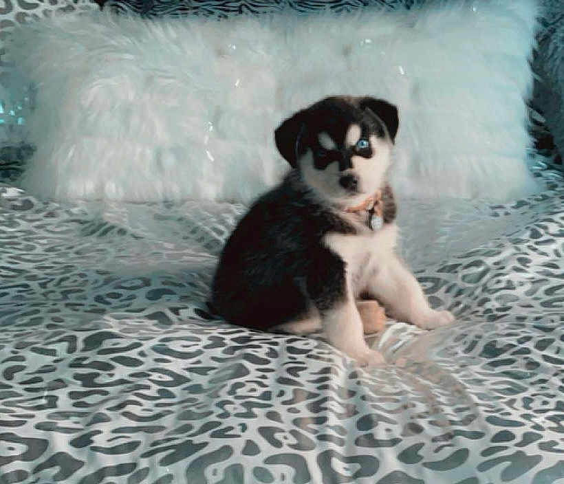 Atlys Diamond Brouse is registered to the contest to win money with this photo: puppy, husky, dog, bed, bedding, leopard_print, pillow, fur, blue_eyes, sitting, cute, pet, animal, indoors, young, collar, fluffy, resting, cozy, portrait