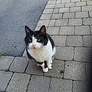 Felicia a rejoint le concours — aidez-le/la à gagner de superbes lots ! alert, alone, animal, black_and_white, cat, cobblestone, curious, daylight, fur, green_eyes, mammal, outdoor, pavement, pet, quiet, sidewalk, sitting, small, street, whiskers