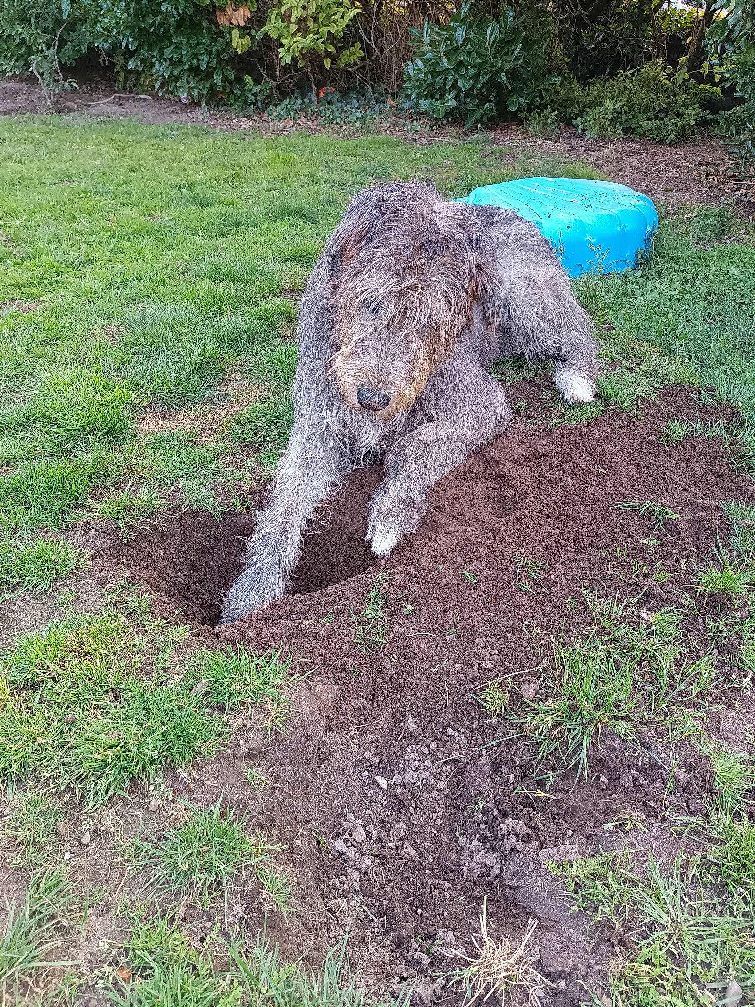 Rozenn a rejoint le concours — aidez-le/la à gagner de superbes lots ! anteater, canidae, dog_breed, environmental_art, gardening, giant_anteater, grass, grassland, groundcover, landscape, natural_landscape, pasture, plant, shrub, soil, sporting_group, tail, terrestrial_animal, water_dog, working_animal