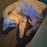 Reba joined the competition — help win amazing prizes! cat, orange_cat, sleeping, curled_up, couch, furniture, indoor, pet, animal, feline, whiskers, paws, fur, relaxed, cozy, close_up, portrait, blue_lighting, purple_lighting, home