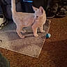 Reba joined the competition — help win amazing prizes! cat, kitten, animal, pet, feline, standing, tail, ears, blue_toy, rug, carpet, indoors, home, floor, furniture, shoes, clutter, cream_fur, playful, candid_photo