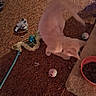 cat, kitten, pet, animal, playing, pouncing, toys, toy_ball, carpet, floor, indoor, home, food_bowl, kibble, pink, blue, brown, playful, standing, candid