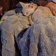 Reba joined the competition — help win amazing prizes! bed, bedroom, blanket, cat, close_up, cozy, cream_cat, curled_up, domestic_animal, feline, home, indoor, nap, pet, portrait, relaxed, resting, sleeping, soft_texture, warm_lighting