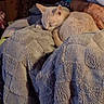 bed, bedroom, blanket, cat, close_up, cozy, cream_cat, curled_up, domestic_animal, feline, home, indoor, nap, pet, portrait, relaxed, resting, sleeping, soft_texture, warm_lighting
