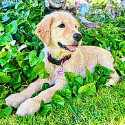 Sequoia joined the competition — help win amazing prizes! dog, golden_retriever, puppy, grass, greenery, leaves, outdoor, nature, collar, pet, animal, tongue_out, playful, young_dog, garden, sunlight, fur, cute, relaxed, summer