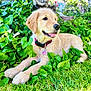 dog, golden_retriever, puppy, grass, greenery, leaves, outdoor, nature, collar, pet, animal, tongue_out, playful, young_dog, garden, sunlight, fur, cute, relaxed, summer
