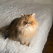 Millo is registered to the contest to win money with this photo: animal, bed, blanket, cat, cozy, cute, domestic_cat, feline, fluffy, fur, furry, green_eyes, indoor, looking_up, mammal, pet, portrait, resting, sitting, white