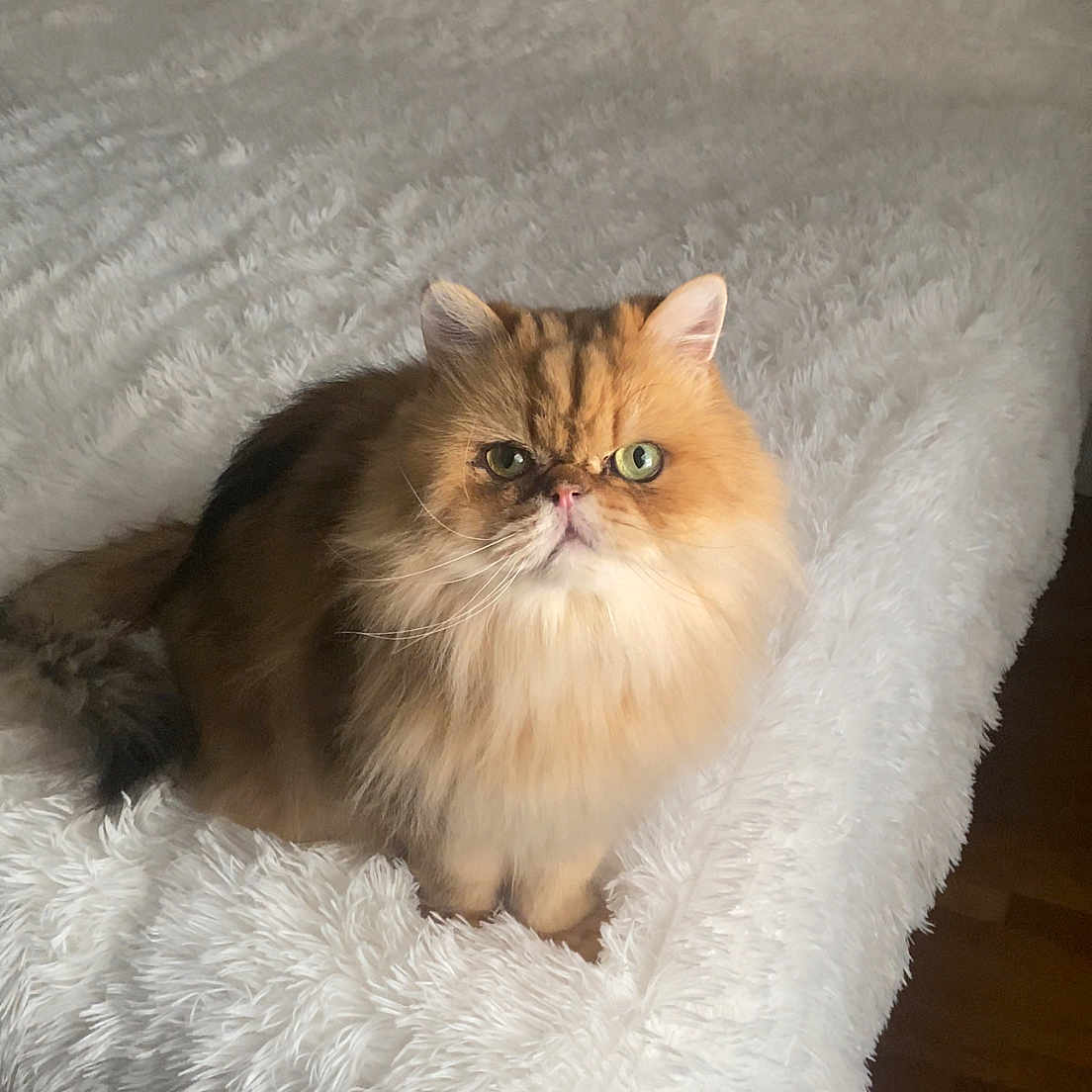 Millo is registered to the contest to win money with this photo: animal, bed, blanket, cat, cozy, cute, domestic_cat, feline, fluffy, fur, furry, green_eyes, indoor, looking_up, mammal, pet, portrait, resting, sitting, white