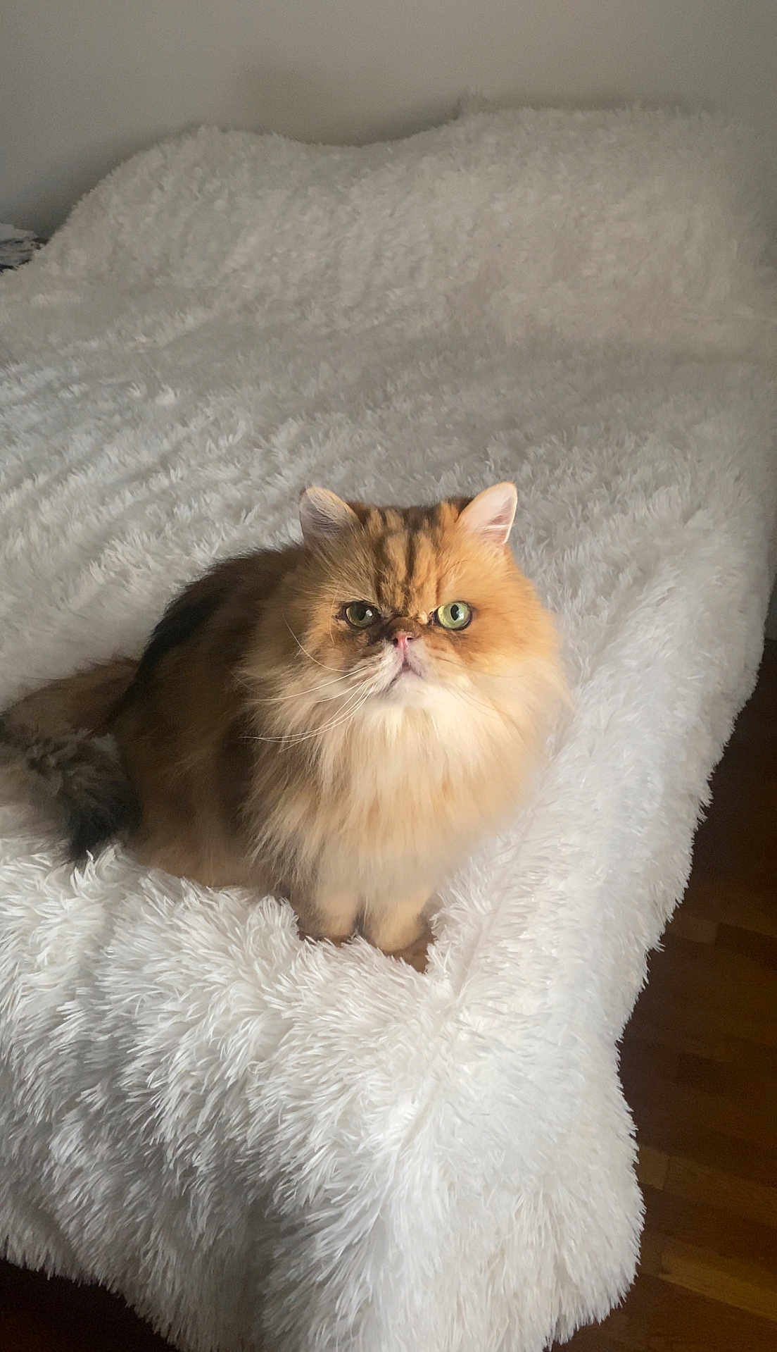 Millo is registered to the contest to win money with this photo: animal, bed, blanket, cat, cozy, cute, domestic_cat, feline, fluffy, fur, furry, green_eyes, indoor, looking_up, mammal, pet, portrait, resting, sitting, white