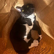 Darling is registered to the contest to win money with this photo: animal, black_and_white, cat, close_up, cozy, curious, cute, domestic_cat, feline, fur, indoor, looking_up, paper_bag, paw, pet, playful, resting, shadow, texture, whiskers