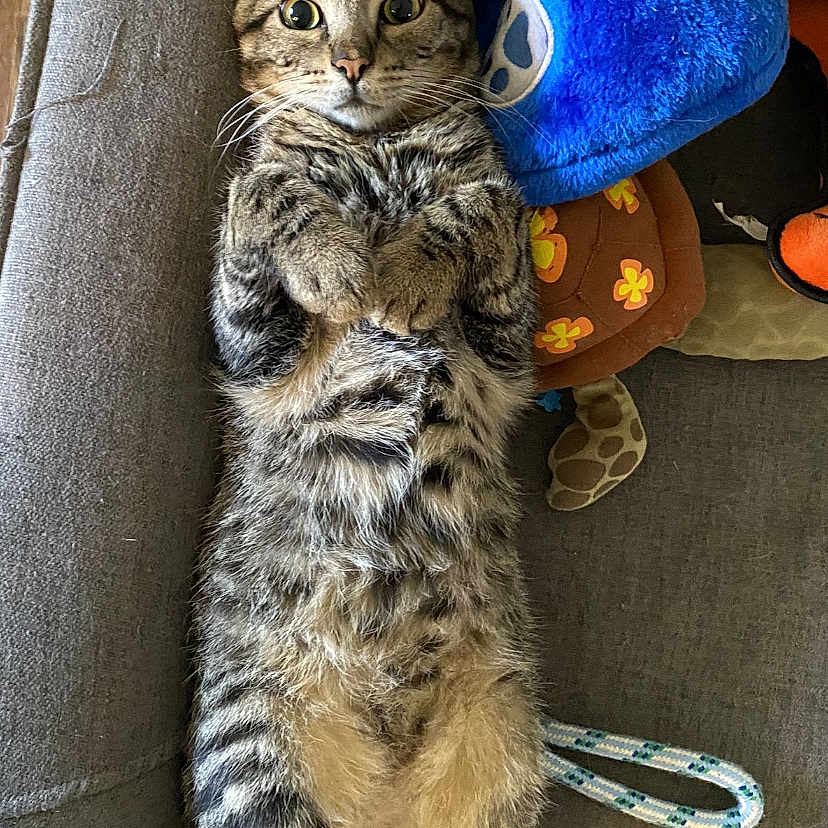 Lancelot