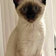 Wednesday is registered to the contest to win money with this photo: cat, kitten, siamese, pet, animal, fur, ears, whiskers, indoor, curious, sitting, closeup, portrait, cute, young, feline, eyes, face, soft_light, white_curtain