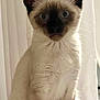 cat, kitten, siamese, pet, animal, fur, ears, whiskers, indoor, curious, sitting, closeup, portrait, cute, young, feline, eyes, face, soft_light, white_curtain