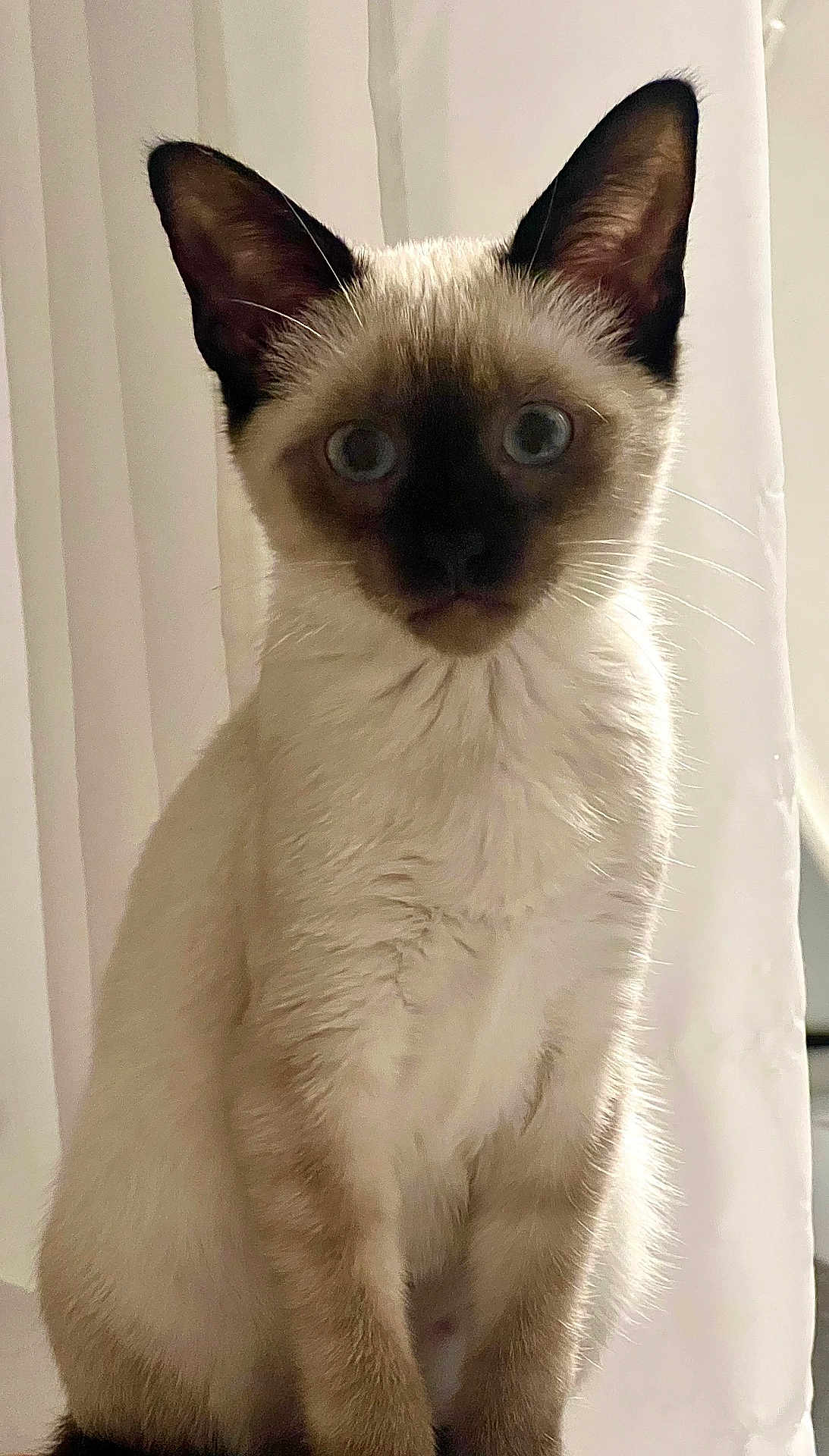 Wednesday is registered to the contest to win money with this photo: cat, kitten, siamese, pet, animal, fur, ears, whiskers, indoor, curious, sitting, closeup, portrait, cute, young, feline, eyes, face, soft_light, white_curtain