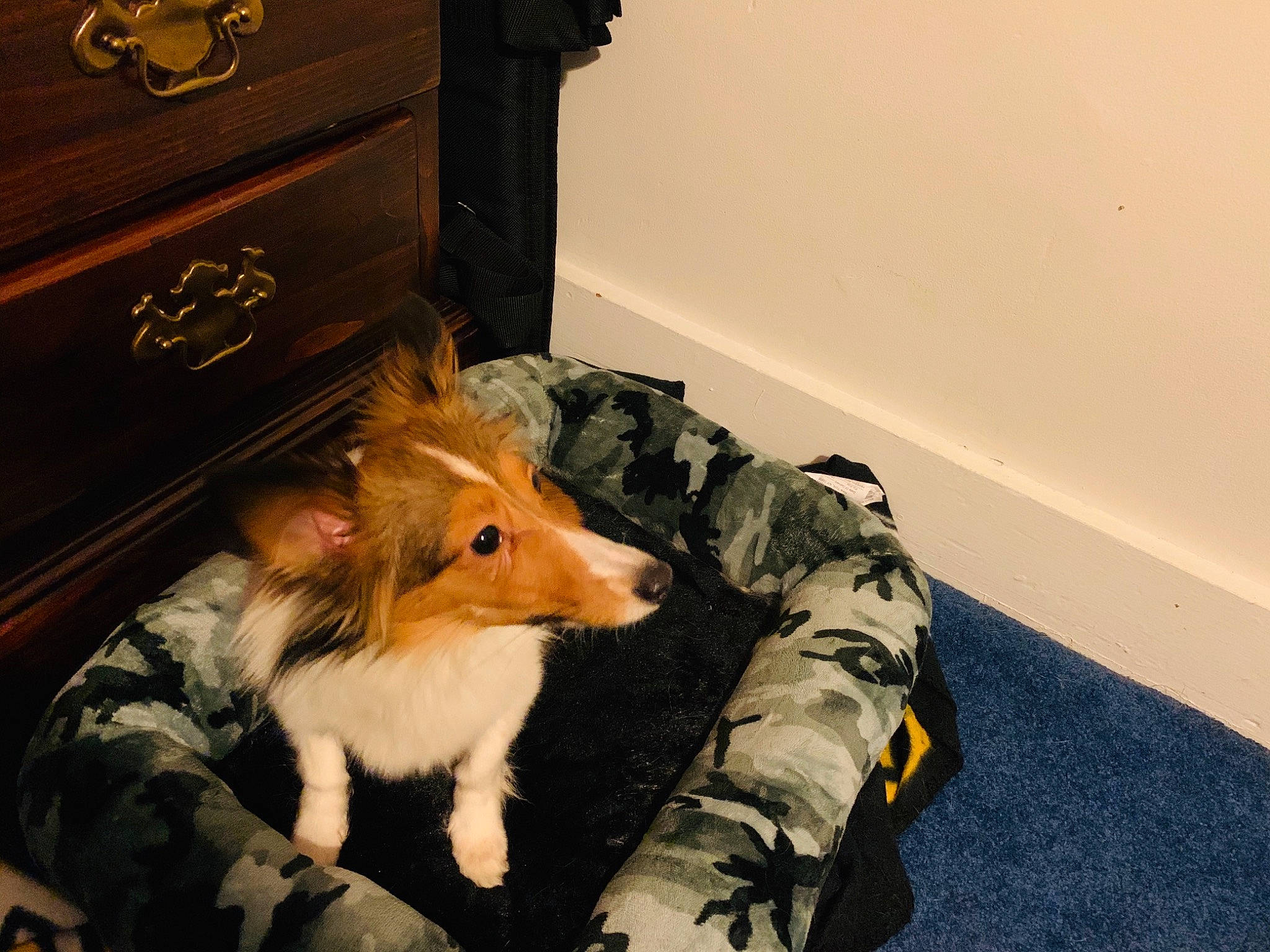 Baylee is registered to the contest to win money with this photo: canidae, carnivore, companion_dog, dog, dog_breed, fawn, fur, rough_collie, shetland_sheepdog