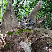 Charlie a rejoint le concours — aidez-le/la à gagner de superbes lots ! cat, tabby_cat, animal, tree_stump, forest, moss, rope, nature, greenery, outdoor, wood, wildlife, feline, mammal, branch, leaves, woodland, curious, perched, natural