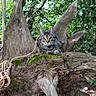 cat, tabby_cat, animal, tree_stump, forest, moss, rope, nature, greenery, outdoor, wood, wildlife, feline, mammal, branch, leaves, woodland, curious, perched, natural