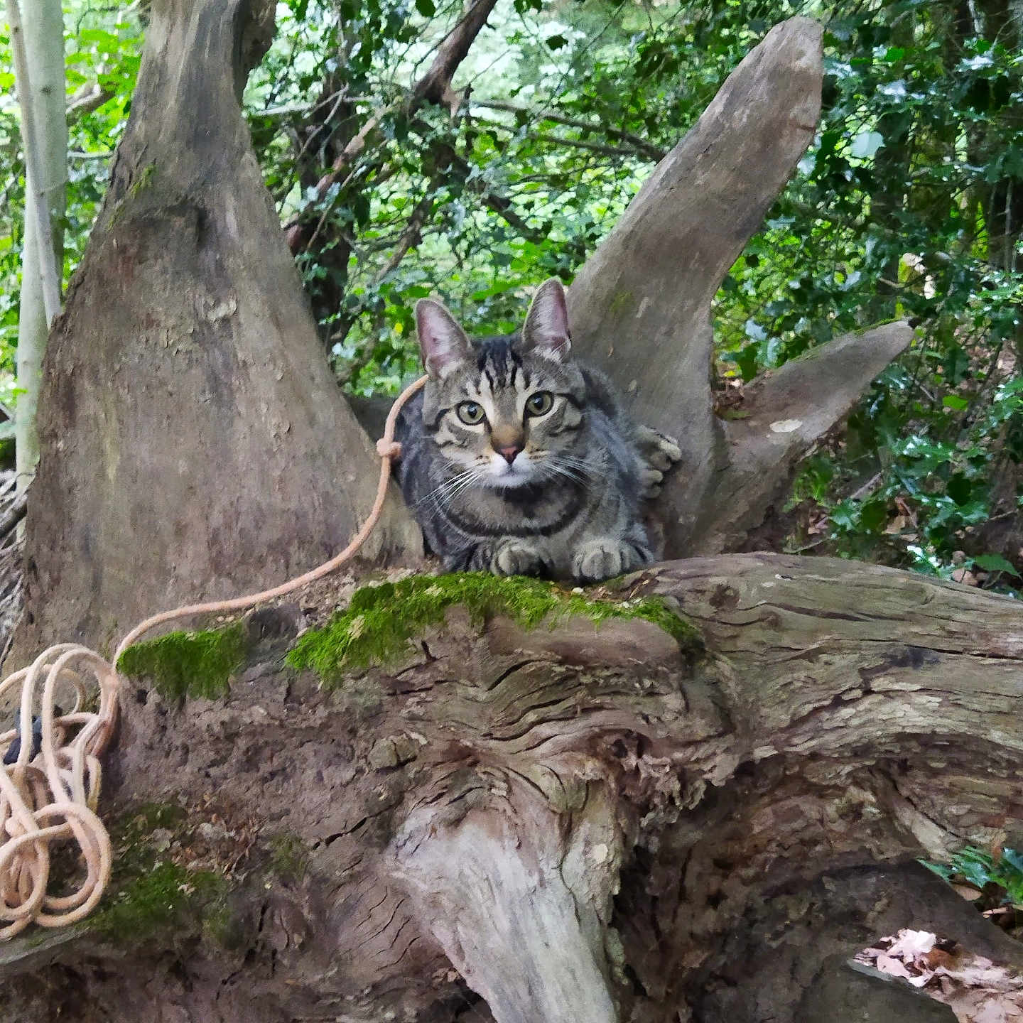 Charlie a rejoint le concours — aidez-le/la à gagner de superbes lots ! cat, tabby_cat, animal, tree_stump, forest, moss, rope, nature, greenery, outdoor, wood, wildlife, feline, mammal, branch, leaves, woodland, curious, perched, natural