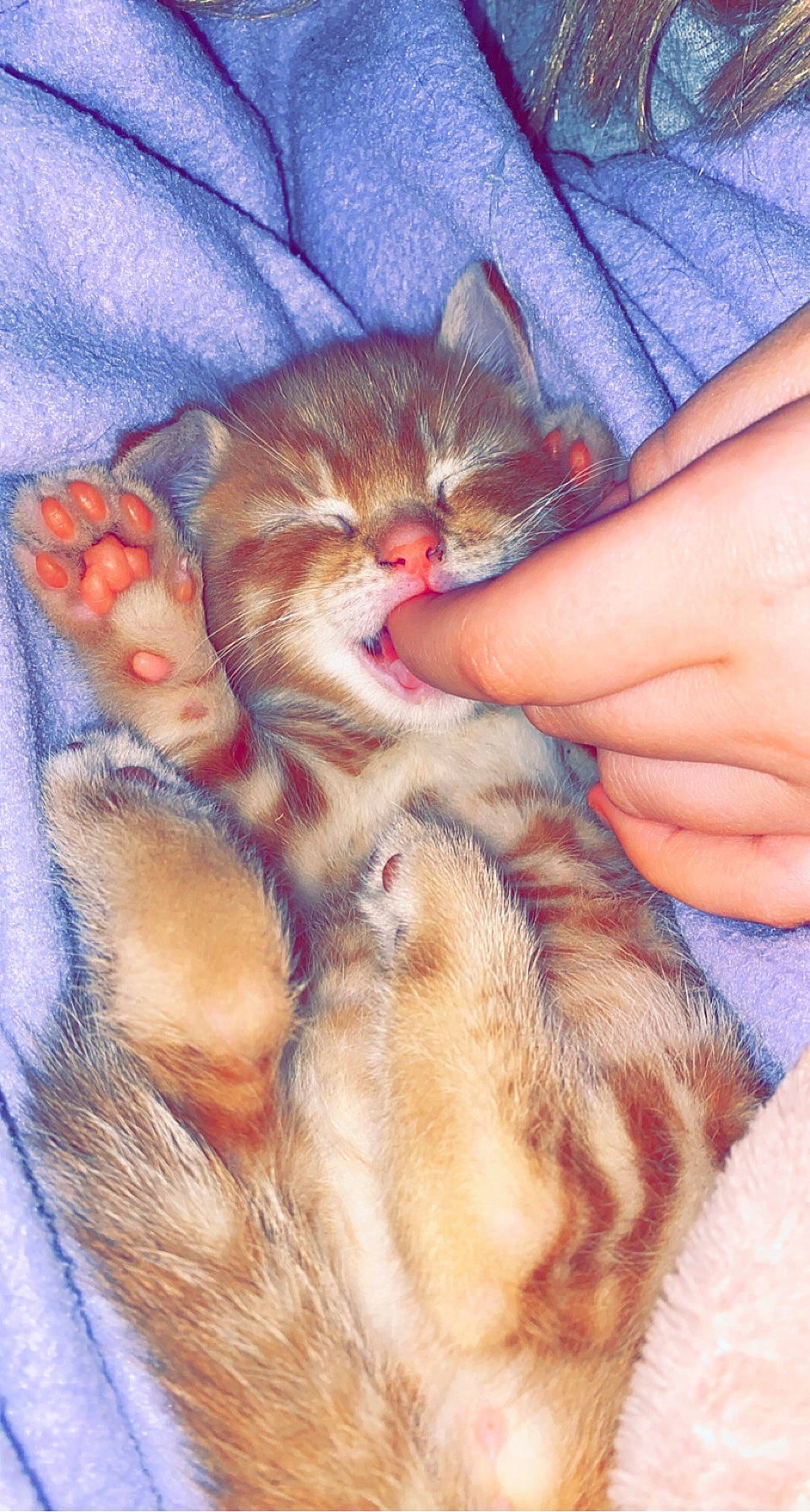 Humphrey joined the competition — help win amazing prizes! carnivore, cat, claw, comfort, domestic_short_haired_cat, fawn, felidae, finger, foot, fur, gesture, hand, nail, nap, paw, peach, small_to_medium_sized_cats, tail, thumb, whiskers