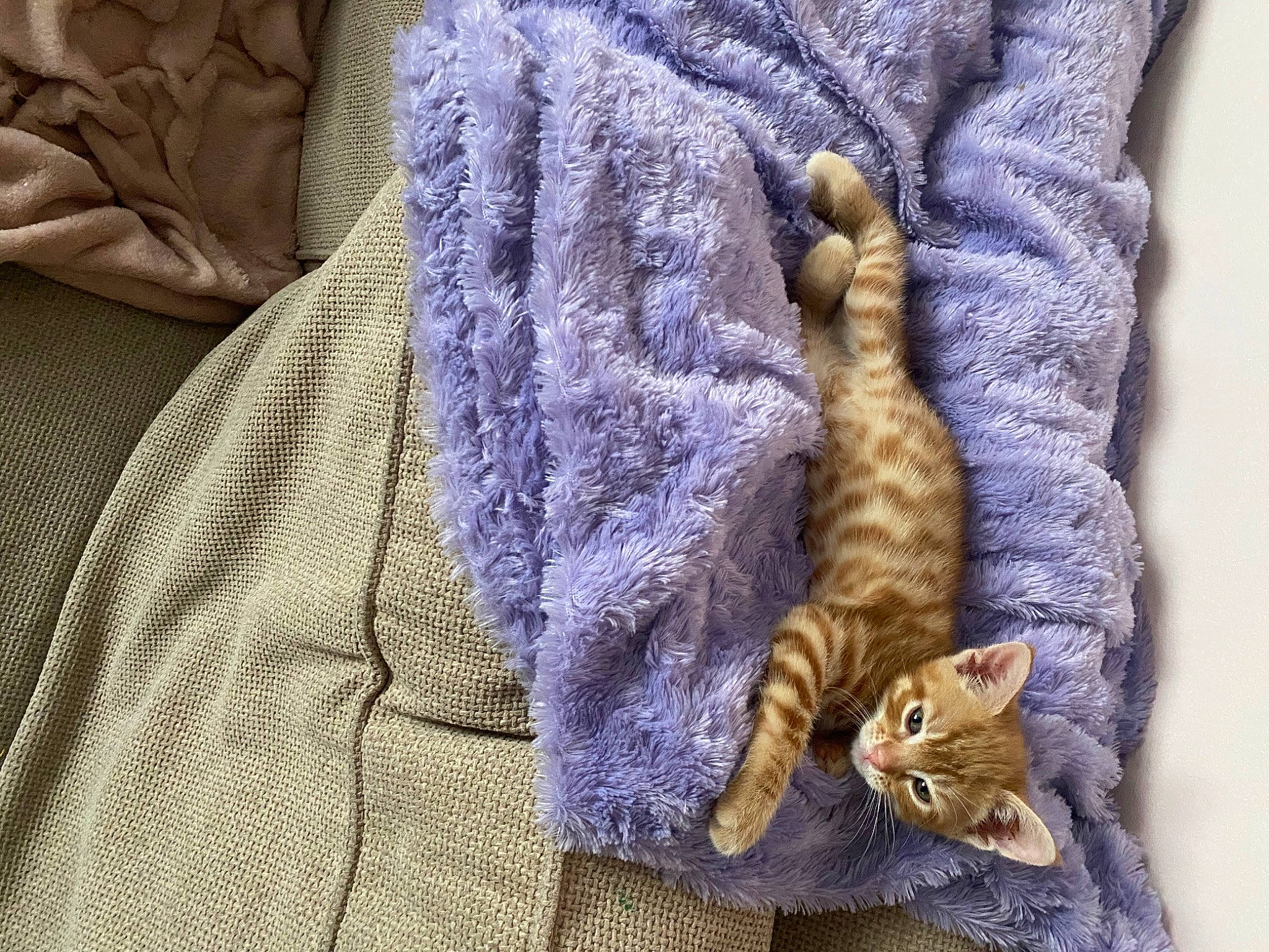 Humphrey joined the competition — help win amazing prizes! blanket, carnivore, cat, claw, comfort, domestic_short_haired_cat, electric_blue, felidae, fur, linens, pattern, purple, sleeve, small_to_medium_sized_cats, tail, thread, whiskers, wool, woolen, woven_fabric