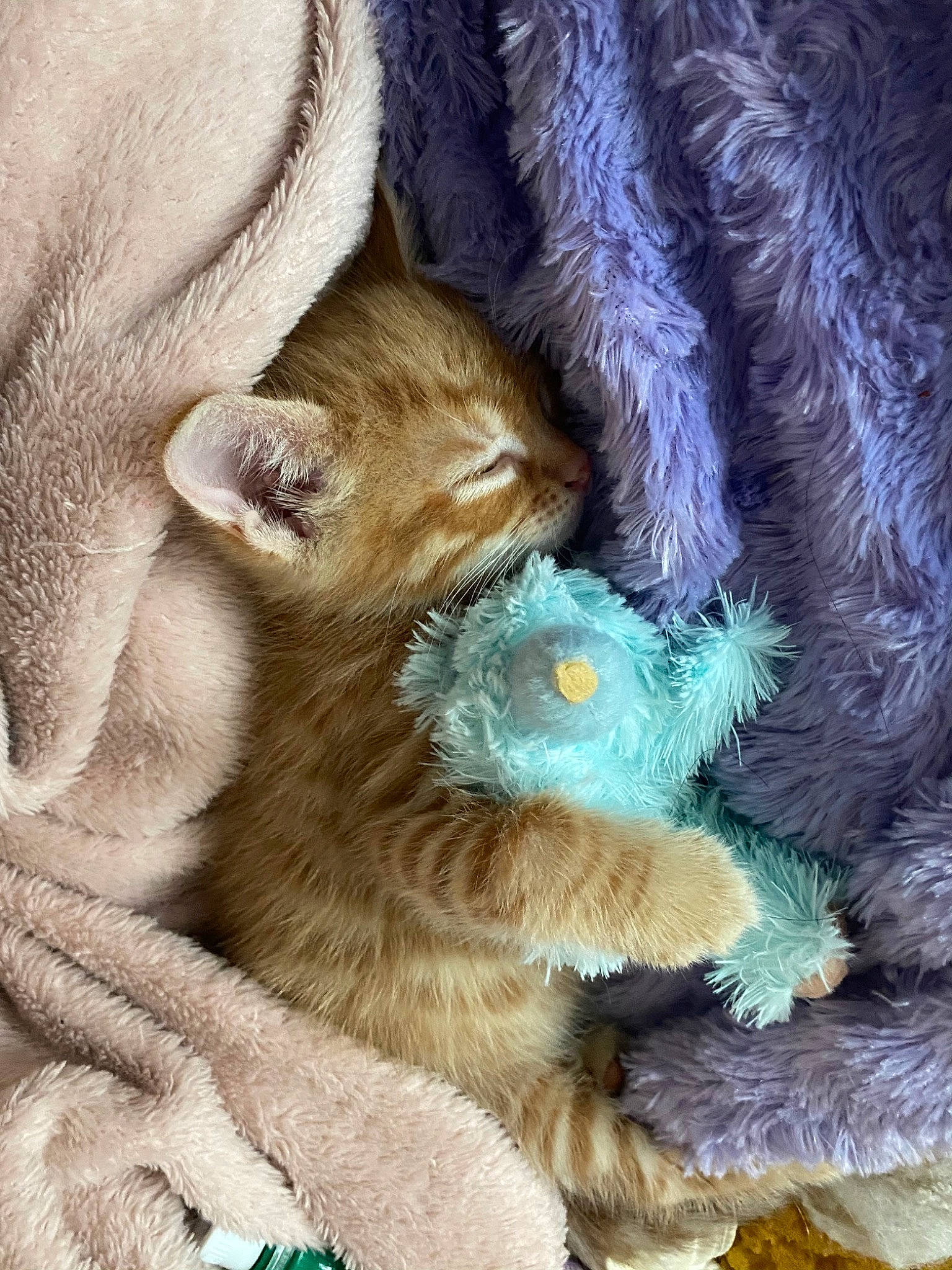 Humphrey is registered to the contest to win money with this photo: carnivore, cat, claw, comfort, electric_blue, fawn, felidae, fur, nap, paw, plant, small_to_medium_sized_cats, tail, terrestrial_animal, whiskers