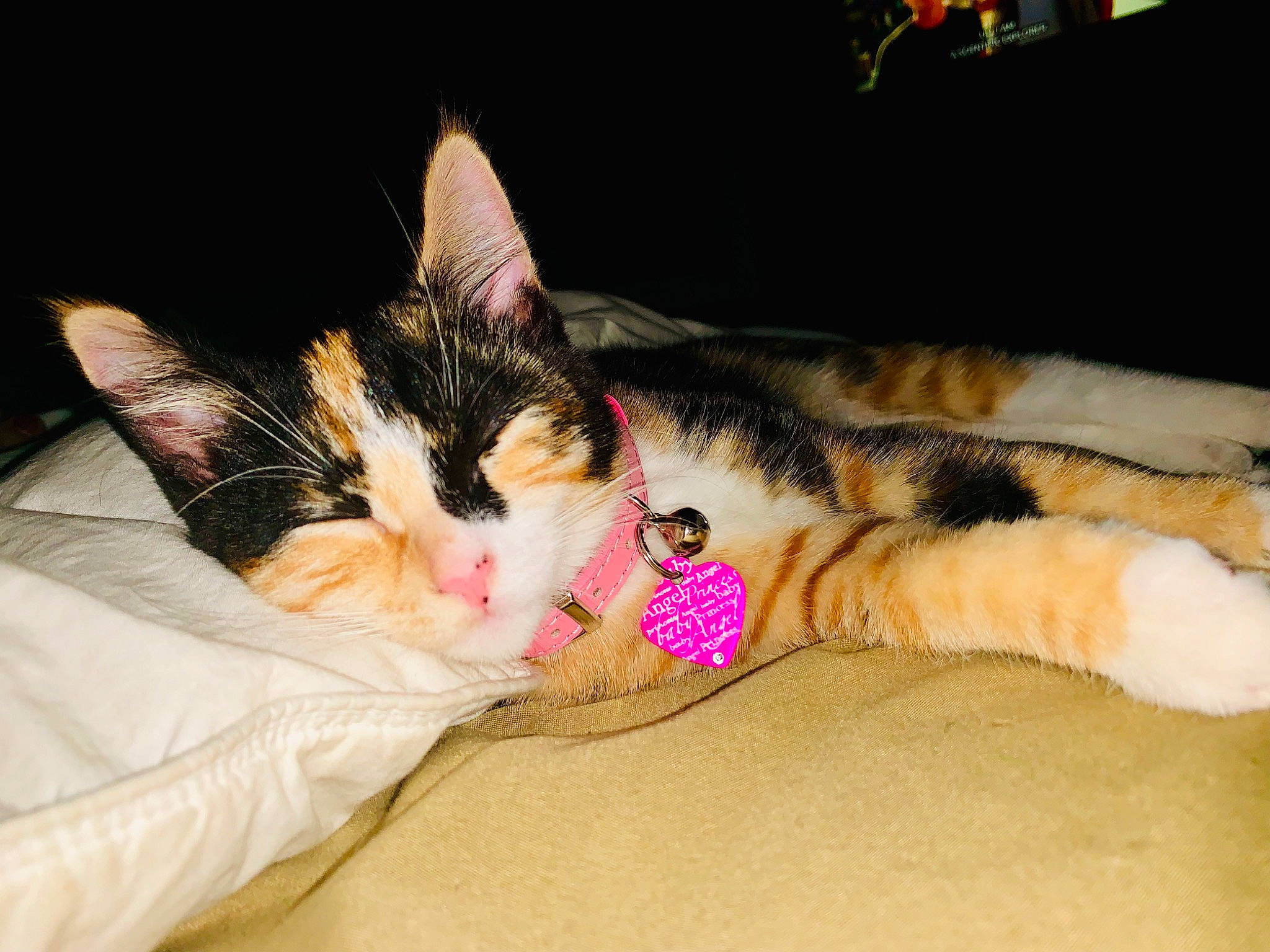 Tutz is registered to the contest to win money with this photo: american_wirehair, bed, carnivore, cat, domestic_short_haired_cat, ear, european_shorthair, eye, felidae, fur, kitten, lap, nap, paw, polydactyl_cat, sleep, small_to_medium_sized_cats, tabby_cat, tail, whiskers