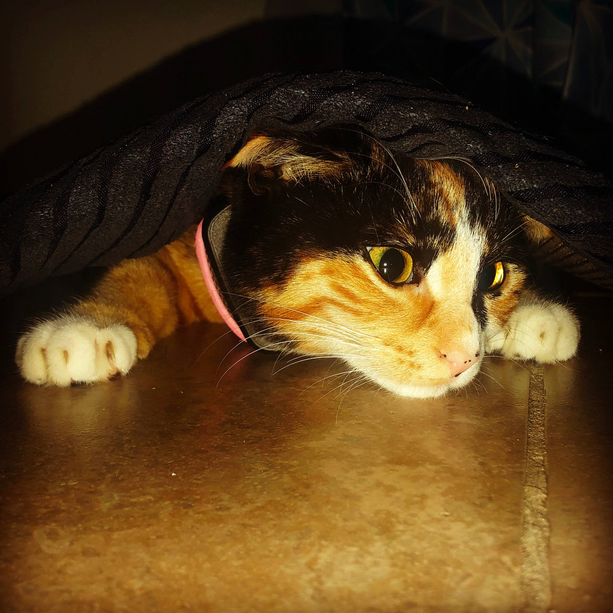 Tutz is registered to the contest to win money with this photo: carnivore, cat, eye, felidae, nose, small_to_medium_sized_cats, snout, whiskers