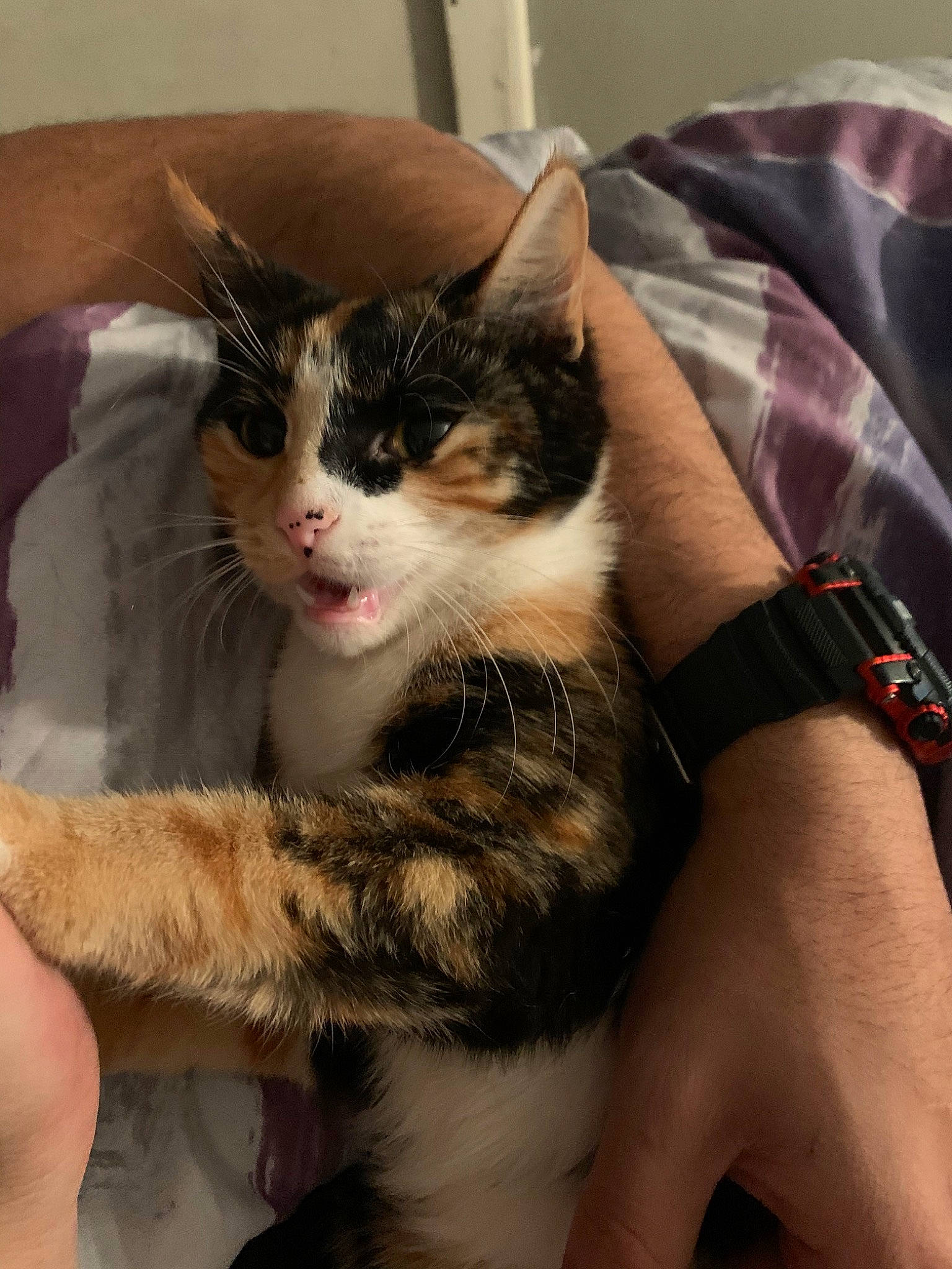 Tutz is registered to the contest to win money with this photo: american_wirehair, asian, carnivore, cat, domestic_short_haired_cat, ear, european_shorthair, eye, felidae, fur, hand, kitten, leg, small_to_medium_sized_cats, whiskers