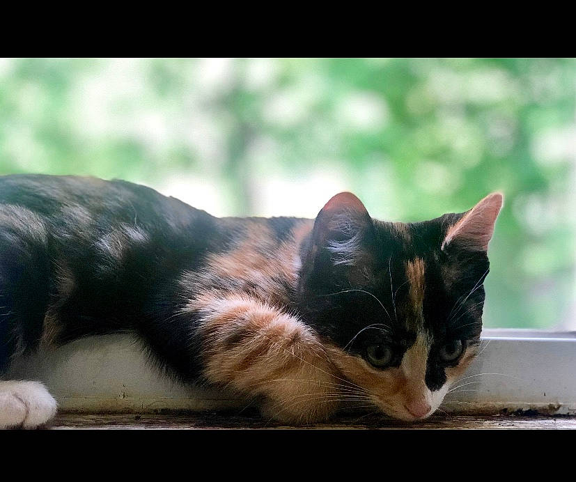 Tutz is registered to the contest to win money with this photo: aegean_cat, asian, carnivore, cat, domestic_short_haired_cat, dragon_li, european_shorthair, eye, felidae, fur, kitten, mammal, photography, polydactyl_cat, sky, small_to_medium_sized_cats, snapshot, snout, tabby_cat, whiskers