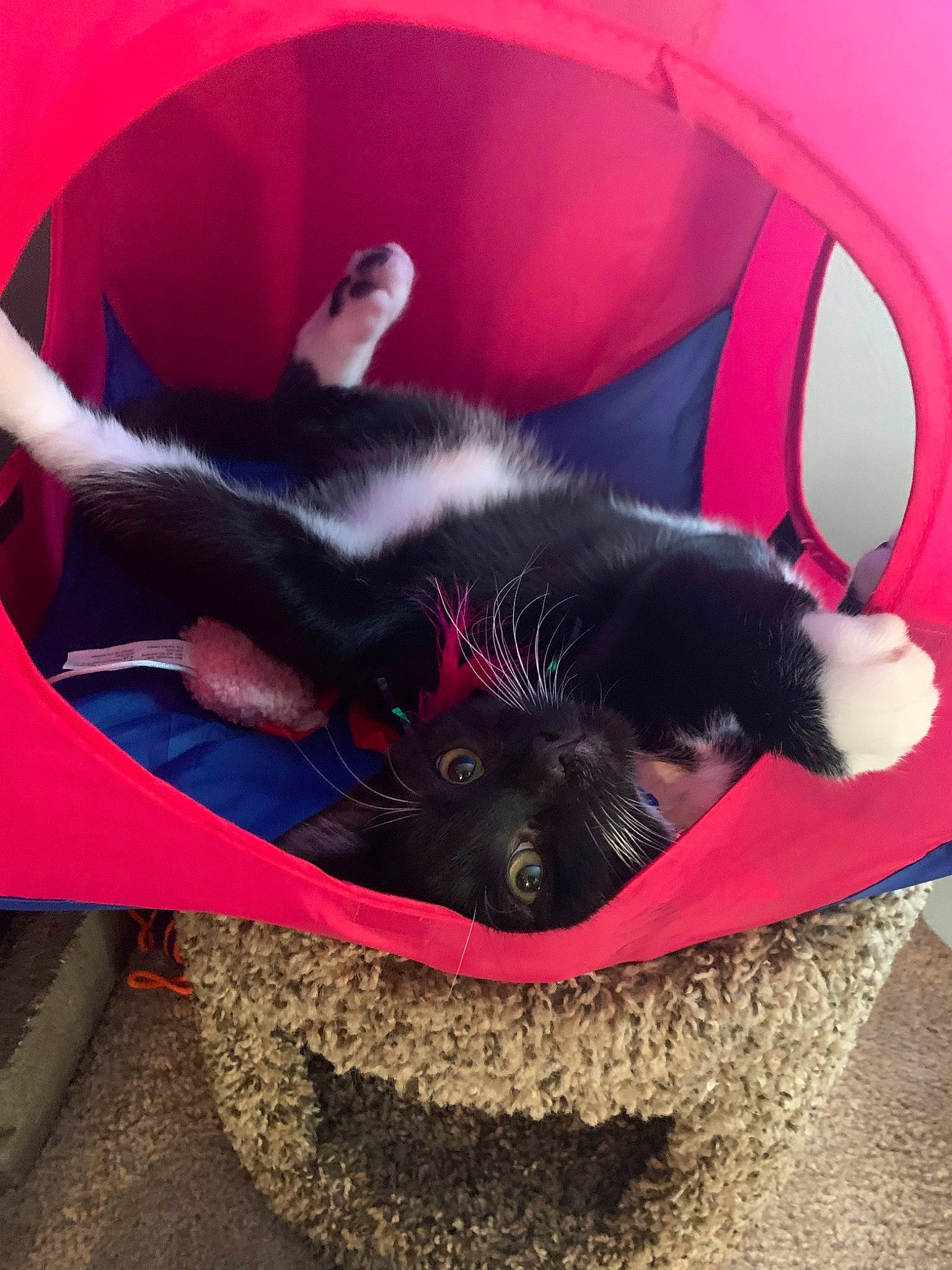 Jasper joined the competition — help win amazing prizes! canidae, carnivore, cat, dog_breed, felidae, pink, small_to_medium_sized_cats, snout, sporting_group