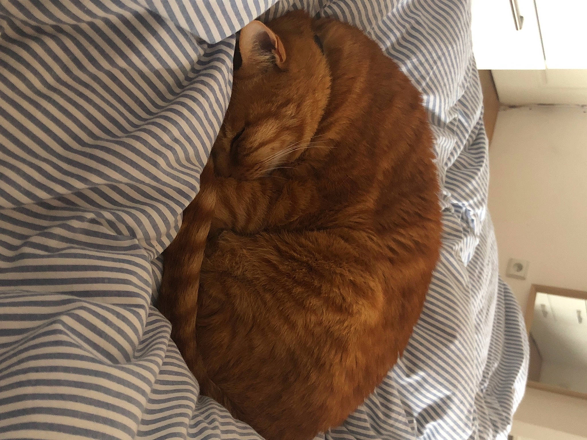 Mimine participe au concours pour gagner de l'argent avec cette photo : canidae, carnivore, cat, comfort, companion_dog, dog_breed, fawn, felidae, fur, hardwood, linens, liver, nap, small_to_medium_sized_cats, snout, sporting_group, tail, terrestrial_animal, whiskers, wood