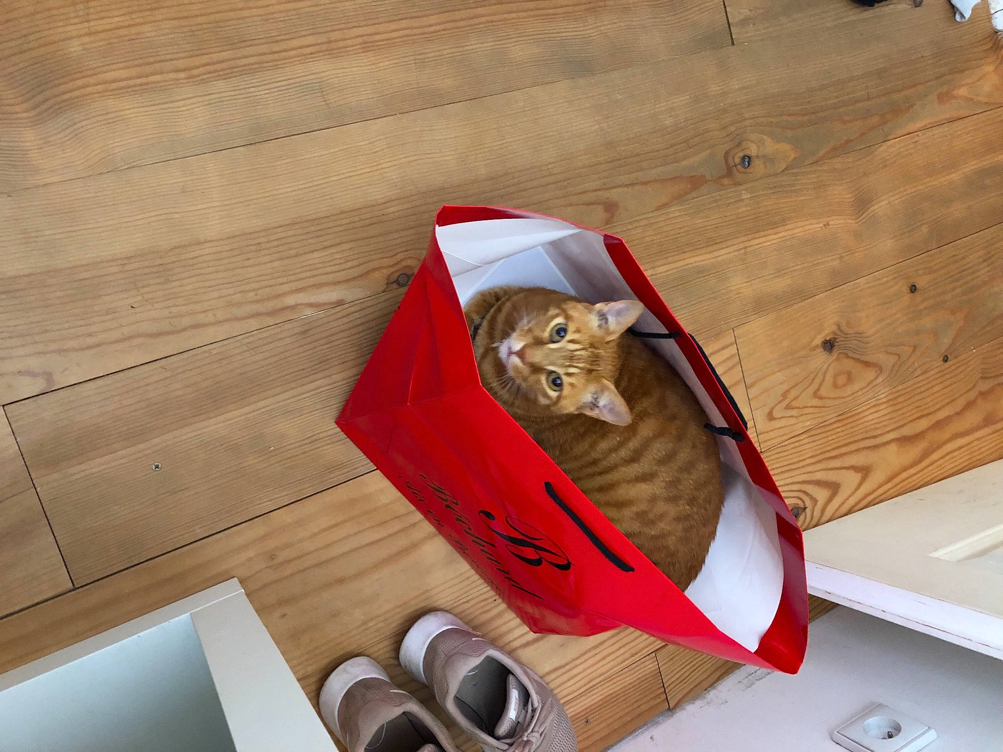 Mimine a rejoint le concours — aidez-le/la à gagner de superbes lots ! bag, box, carmine, carnivore, cat, cup, drinkware, felidae, flooring, hardwood, paper_bag, plywood, serveware, small_to_medium_sized_cats, table, tableware, tissue_paper, whiskers, wood, wood_stain