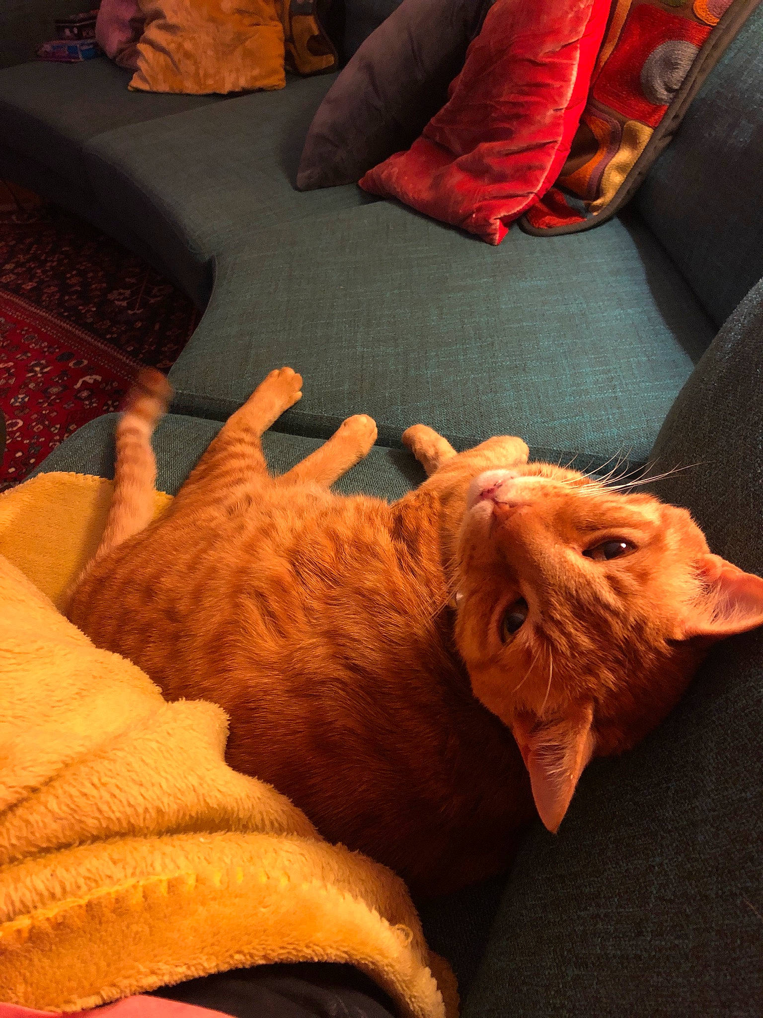 Mimine participe au concours pour gagner de l'argent avec cette photo : carnivore, cat, chair, comfort, companion_dog, couch, dog_breed, domestic_short_haired_cat, fawn, felidae, finger, foot, furniture, human_leg, orange, paw, small_to_medium_sized_cats, tail, whiskers, wood