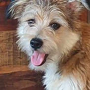 Malo participe au concours pour gagner de l'argent avec cette photo : animal, canine, close_up, companion, cute, dog, domestic_animal, ears, eyes, floor, fluffy, fur, happy, head, indoor, pet, smiling, snout, tongue_out, wooden_chest