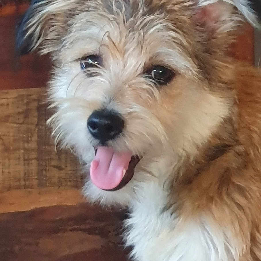 Malo participe au concours pour gagner de l'argent avec cette photo : animal, canine, close_up, companion, cute, dog, domestic_animal, ears, eyes, floor, fluffy, fur, happy, head, indoor, pet, smiling, snout, tongue_out, wooden_chest
