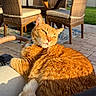 Omalley is registered to the contest to win money with this photo: cat, orange_tabby, outdoor, patio, wicker_chair, table, sunlight, cushion, relaxing, feline, backyard, pet, fur, whiskers, daytime, nature, greenery, comfort, animal, resting