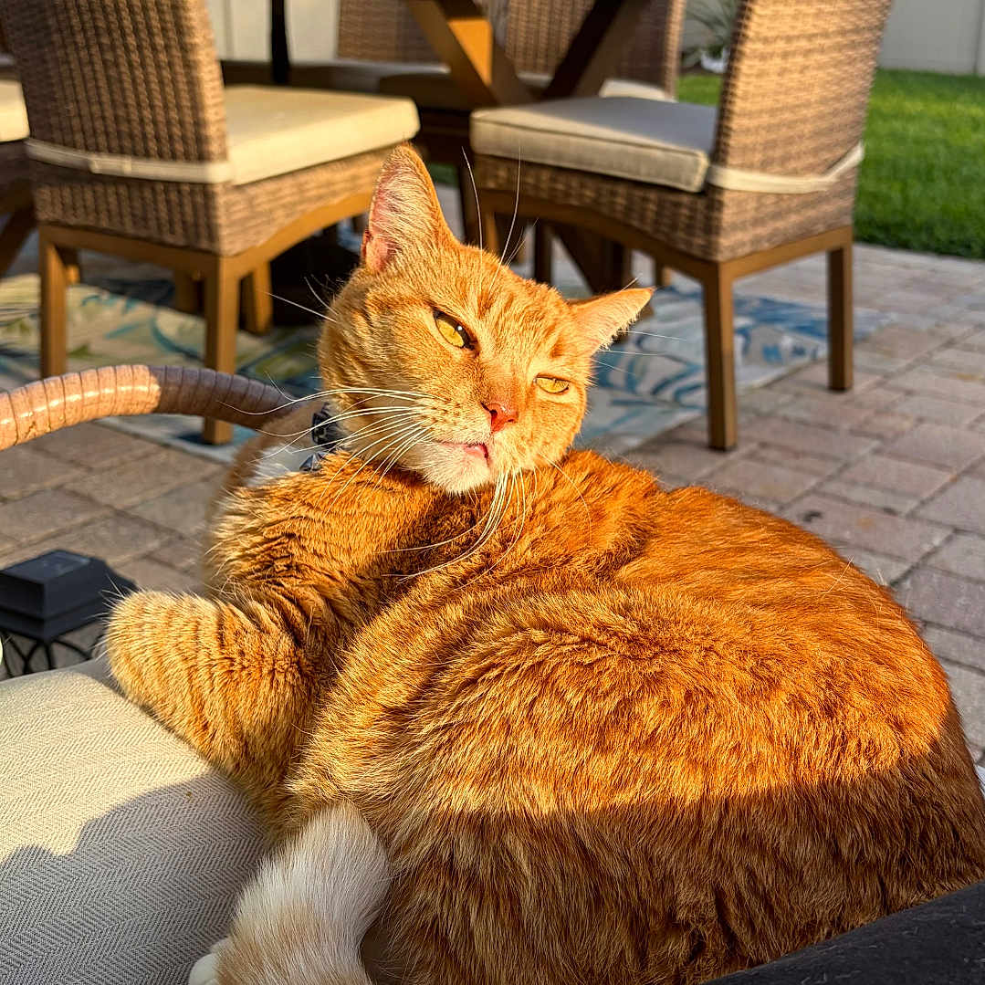 Omalley is registered to the contest to win money with this photo: cat, orange_tabby, outdoor, patio, wicker_chair, table, sunlight, cushion, relaxing, feline, backyard, pet, fur, whiskers, daytime, nature, greenery, comfort, animal, resting