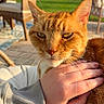 Omalley joined the competition — help win amazing prizes! cat, orange_cat, pet, hand, outdoor, sunlight, wicker_furniture, patio, green_lawn, person_hand, fur, whiskers, close_up, animal, domestic_cat, relaxed, daylight, paving_stones, chair, cushion